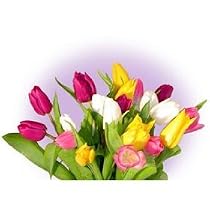 30 Multi Colored Tulips