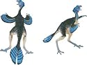 Carnegie Collection- Caudipteryx