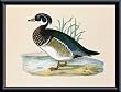 Art Poster Metal Framed Print - Sarcelle De La Caroline - Artist: de La Blanchere- Poster Size: 11 X 15