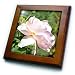 Garden Beauty A Pink Rose Flowers Photography - 8x8 Framed Tile