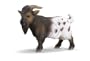 Mini Billy Goat