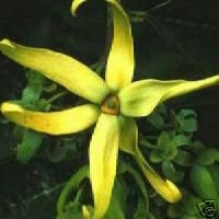 Ylang-Ylang - 7 Seeds - CANANGA odorata