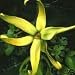 Ylang-Ylang - 7 Seeds - CANANGA odorata