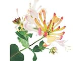 Greeting Card Midi - Honeysuckle