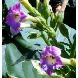 Giant Variegated Tobacco Plant 50 Seeds-RARE-Nicotiana