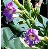 Giant Variegated Tobacco Plant 50 Seeds-RARE-Nicotiana