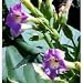 Giant Variegated Tobacco Plant 50 Seeds-RARE-Nicotiana