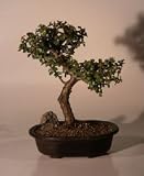 Bonsai Boy's Baby Jade Bonsai Tree - Trained Extra Large<br><i>(Portulacaria Afra)</i>
