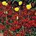 SUTTONS SEEDS: Wallflower Fire King Seeds (500 seeds)