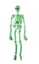 Rubies Costume Halloween Home D�cor, Glow-in-the-Dark 5' Laboratory Skeleton
