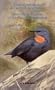 Lista Comentada De Las Aves Argentinas / Annotated Checklist of the Birds of Argentina (English and Spanish Edition)