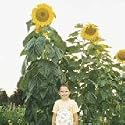 Skyscraper Sunflower 50 Seeds The Giant "12 feet tall" that will Impress your neighbors and Easy for kids to grow.