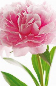 Fototapete: Pink Peony (GIANT ART)