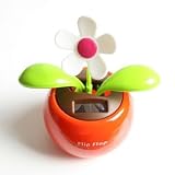 Orange Solar Dancing Flower