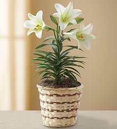 Lily Plant