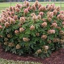 Hydrangea quercifolia 'Munchkin' Shrub