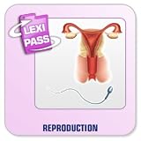 Revue Conitiv - Synchron  / Lexminder Anglais - Logiciel pour mémoriser du vocabulaire - Reproduction