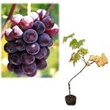 ブドウ：ピオーネ挿木苗4～5号ポット[大粒で濃厚な味の人気品種！樹勢が強く家庭でも栽培しやすい]