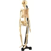 体のことがよくわかる 人体骨格モデル 47cm スタンド付き