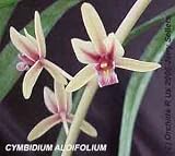 Cymbidium aloifolium 972