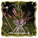 Biennial Gaura (Gaura biennis) Jumbo Wildflower Seed Packet (200)