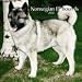 Norwegian Elkhounds 2010 Wall Calendar