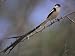 Pin-Tailed Whydah (Vidua Macroura), Male in Breeding Plumage, South Africa, Africa Ar...