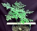 Rare Phantom Miracle Tree 10 Seeds-Moringa-Houseplant - FREE SHIPPING ON ADDITIONAL HIRTS SEEDS