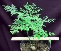 Rare Phantom Miracle Tree 10 Seeds-Moringa-Houseplant