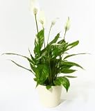 Review Post-a-Rose  / Peace Lily