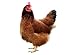 Chickens - A Must Have Gift From World Vision