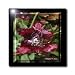 Blood Red - Photography Flowers - 8 Inch Ceramic Tile