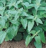 Herb Catnip OG 100 Seeds per Packet