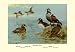 12 X 18 Stretched Canvas Poster Harlequin Duck