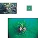 Cokin A065 Filter, A, C.spot Green