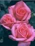 Aromatherapy (Rosa Hybrid Tea) - Bare Root Rose