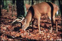 Size 28"X42" Style 102 Whitetail Grazing Delta Tru Life Animal Targets