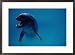 A bottlenose dolphin swims in the aquarium at Sea Life Park Framed Art Poster Print by Chris Johns, 29x21