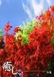 ~癒し~Vol.7 紅葉