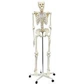 人体骨格模型 160cm
