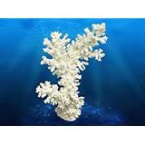Deep Blue Professional ADB80043 Branch Coral for Aquarium, 5.5 by 3 by 6.5-Inch