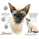 Siamese Cat Womens Scoop Neck T-Shirt