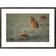 A greater prairie chicken performs a courtship ritual Subject Framed Art Poster Print by Annie Griffiths Belt, 29x21