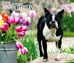 Boston Terriers 2010 Deluxe Wall Calendar