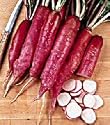 Chinese Rose Winter Radish 800 Seeds