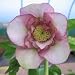 Helleborus 'Anemone Picotee' 2 Litre pot - Premium - pack of 8
