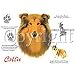 Collie Adult T-Shirt