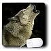 Wild animals - Timber Wolf - Mouse Pads