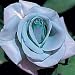 Blue Girl Rose Bush Flower Seeds