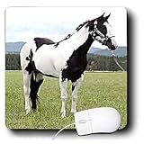 Horse - Paint Horse - Mouse Pads